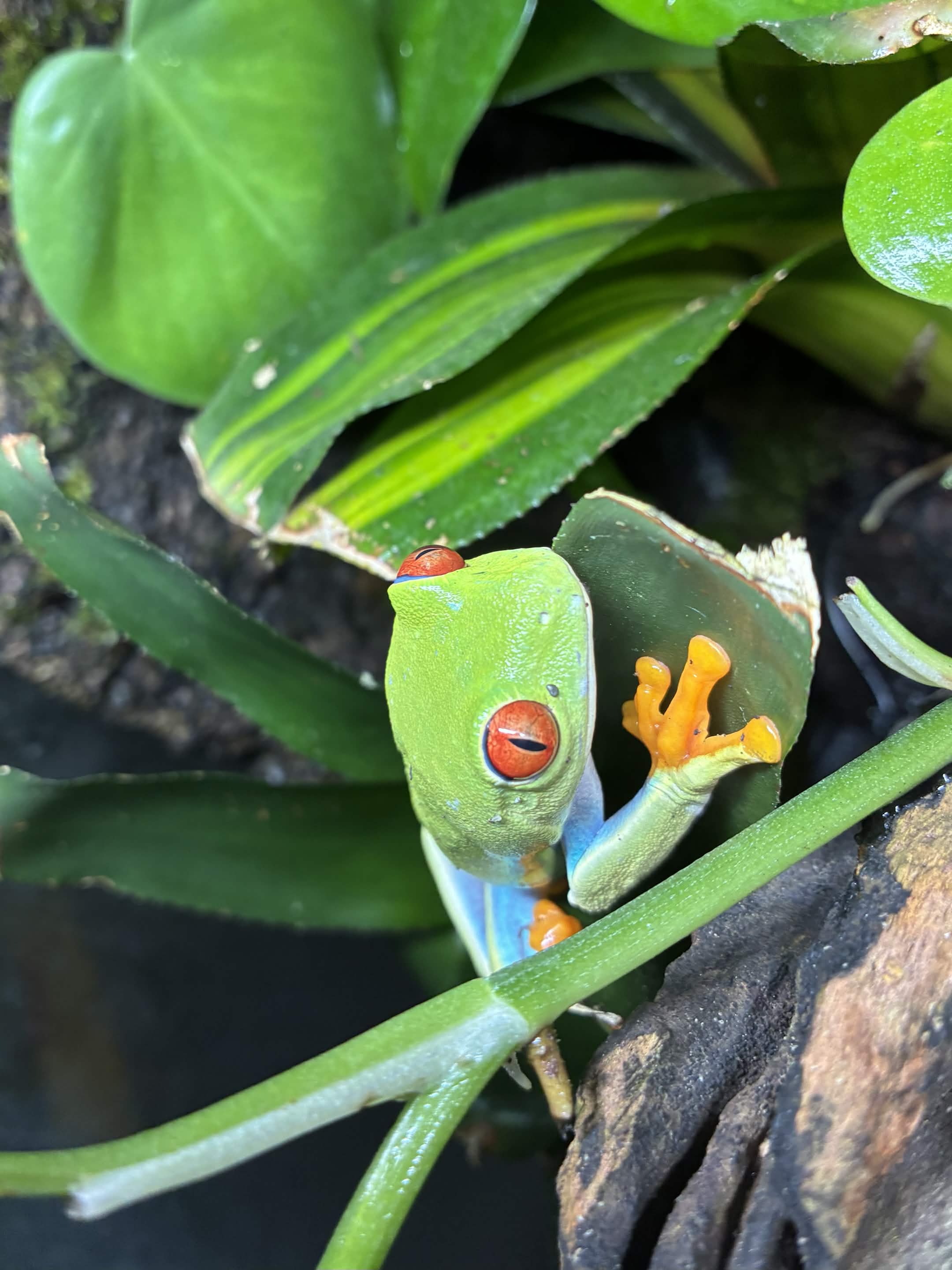 Red-eyed tree frogs