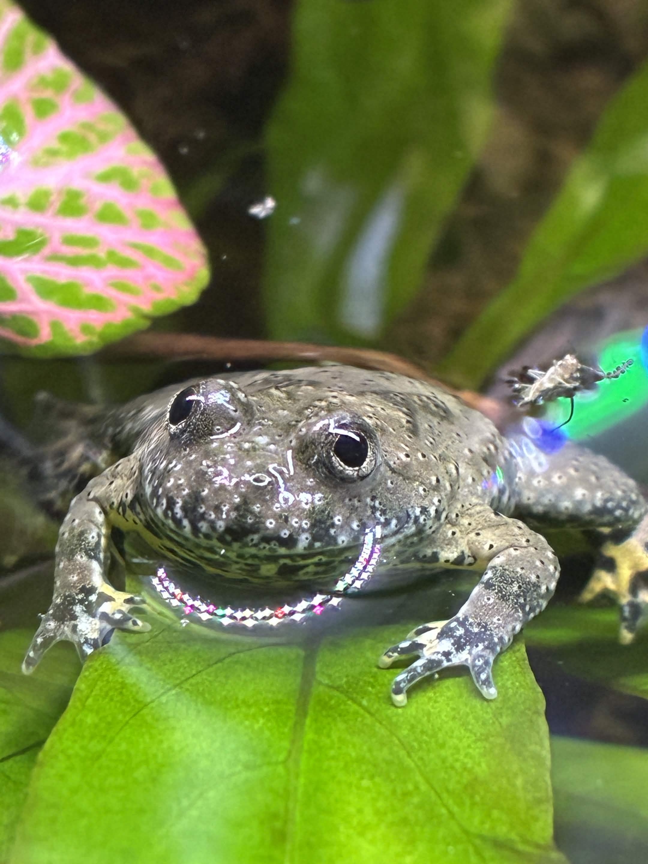 Toads